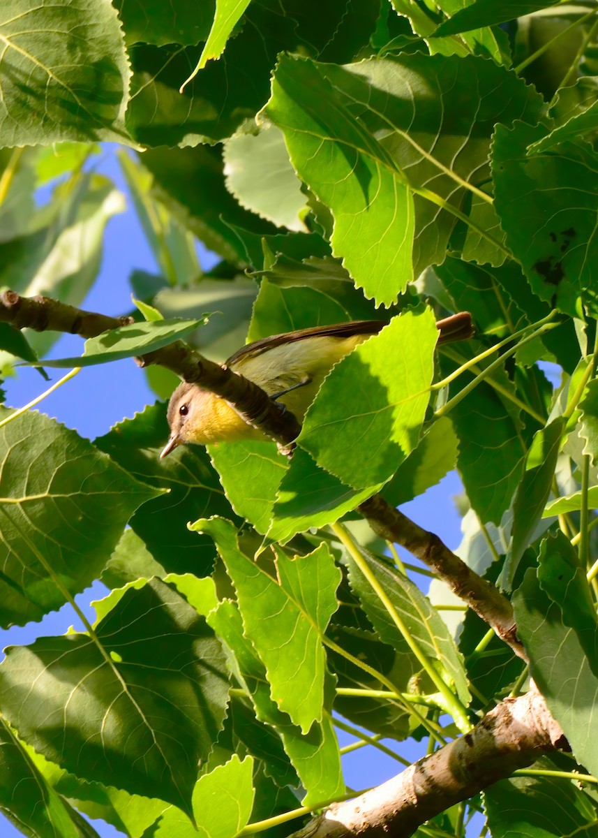 Vireo de Filadelfia - ML620196119