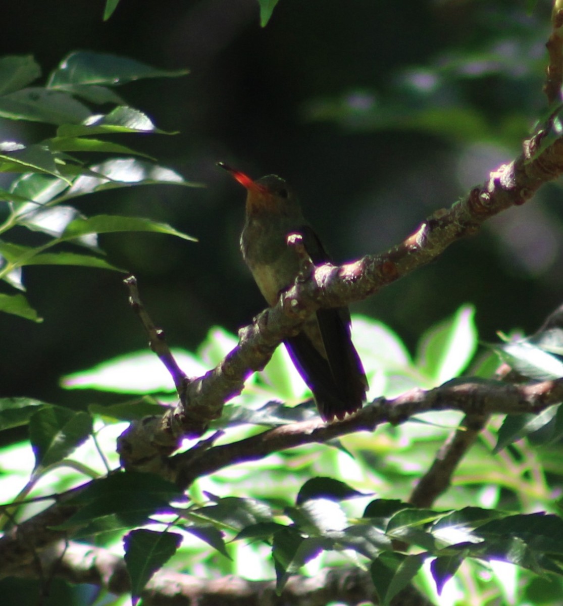 gyllenkolibri - ML620196120