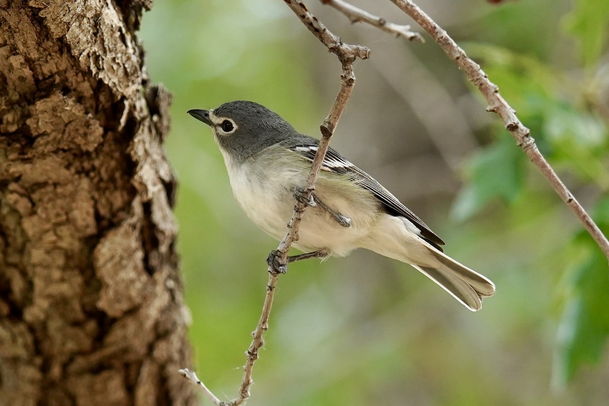 Vireo Plomizo - ML620196123