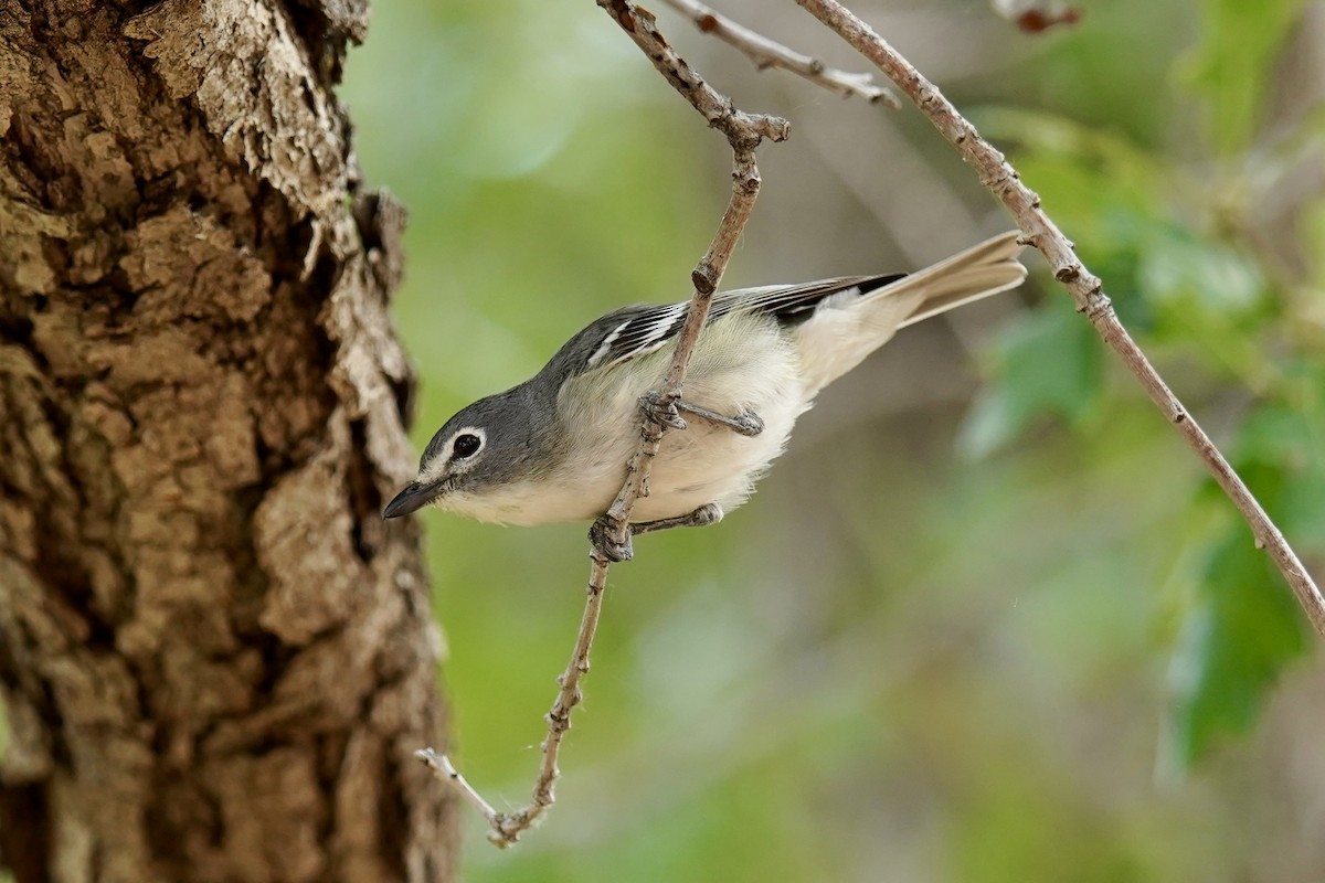 Vireo Plomizo - ML620196124