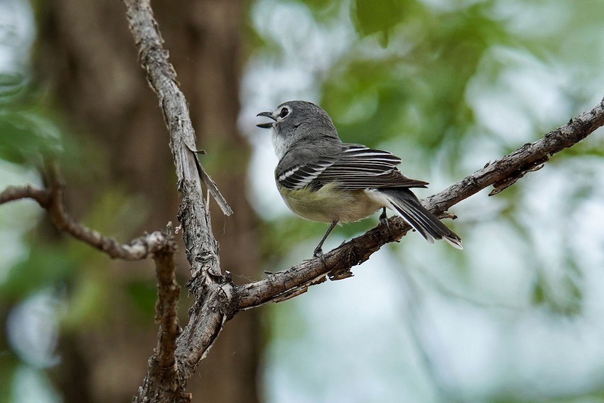 Vireo Plomizo - ML620196125