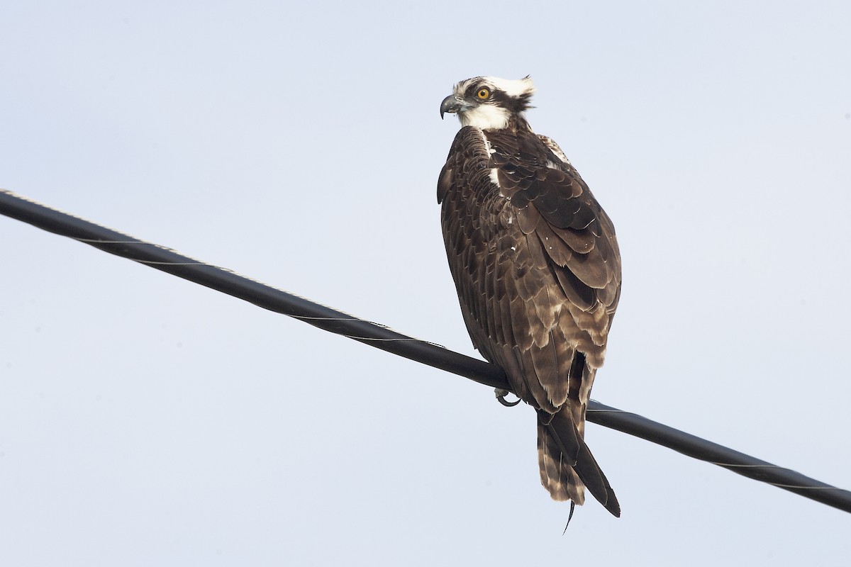 Águila Pescadora - ML620196129