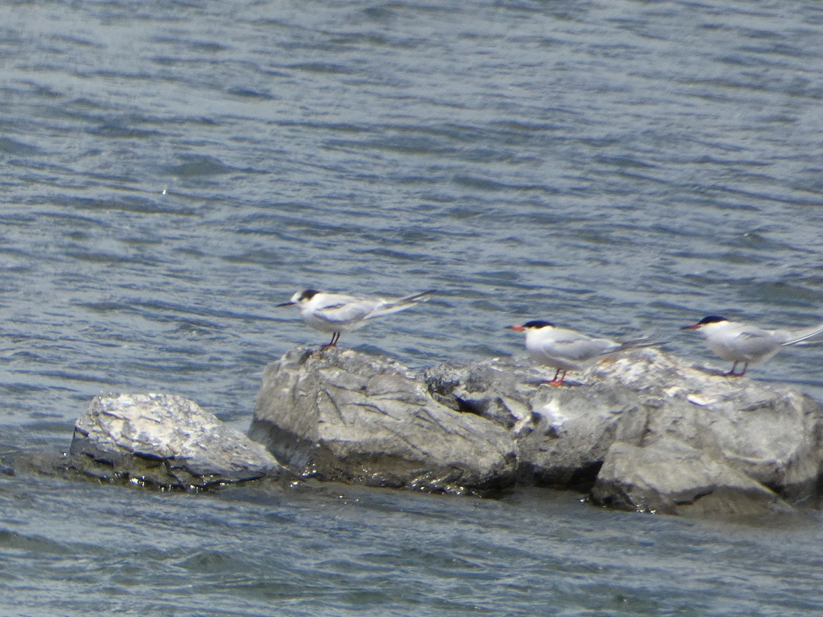 Common Tern - ML620196135