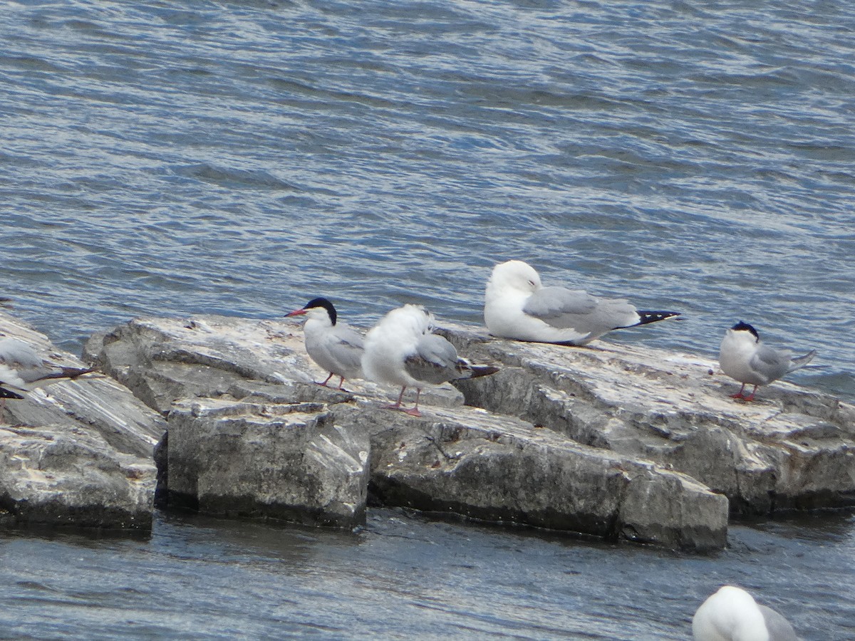 Common Tern - ML620196136