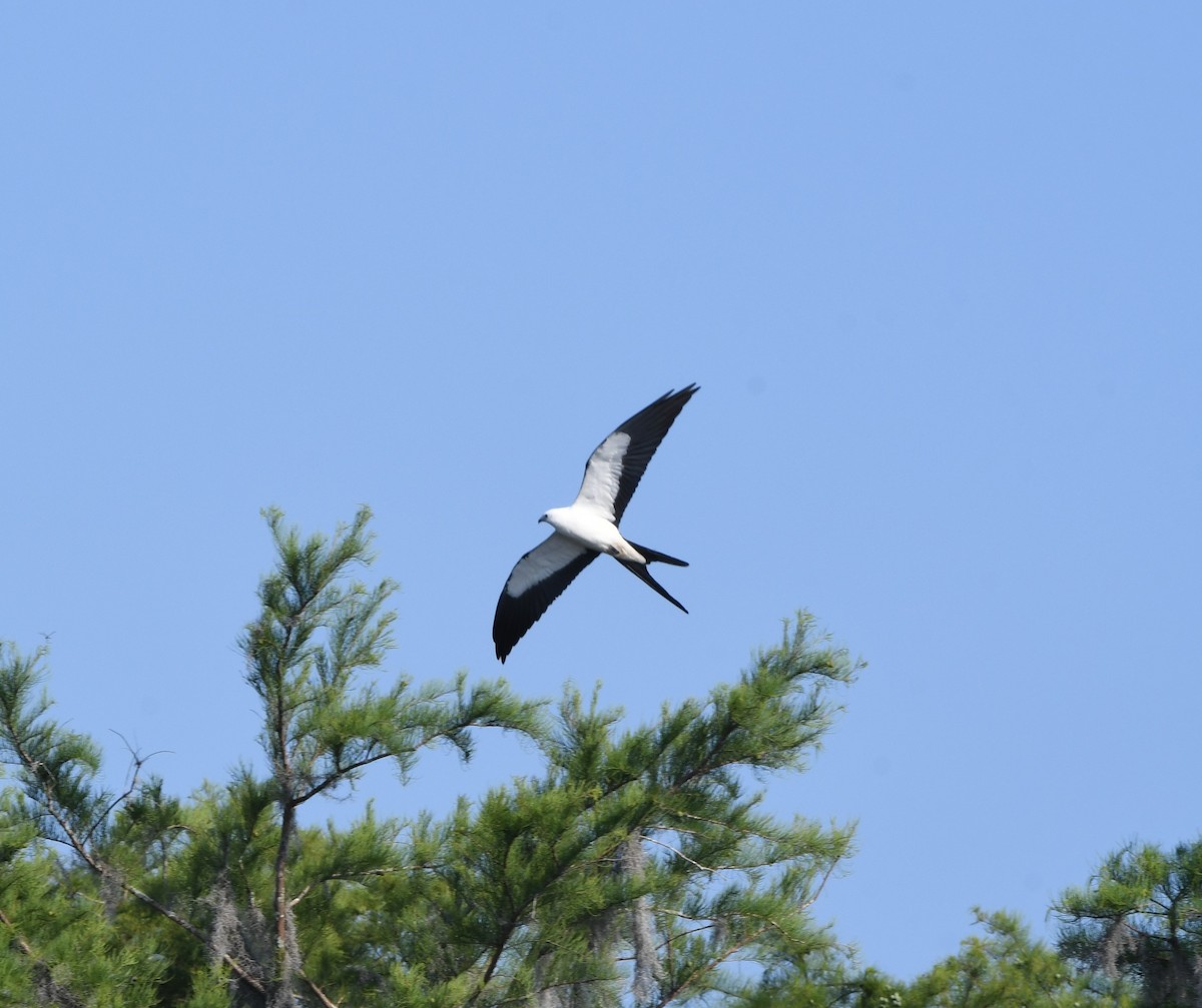 Swallow-tailed Kite - ML620196138