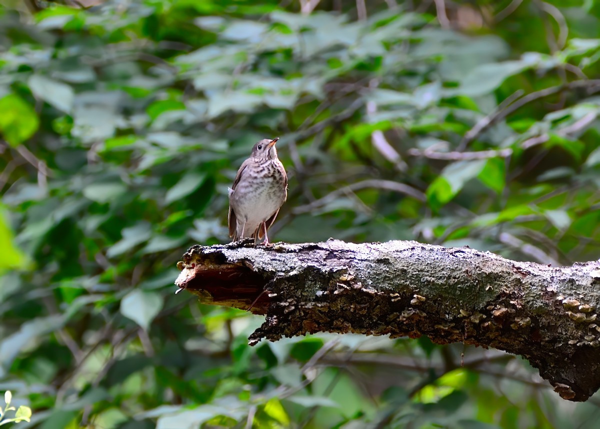 Gray-cheeked Thrush - ML620196145