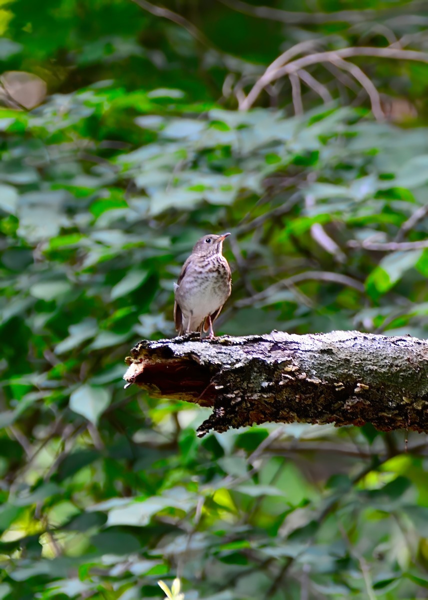 Gray-cheeked Thrush - ML620196147