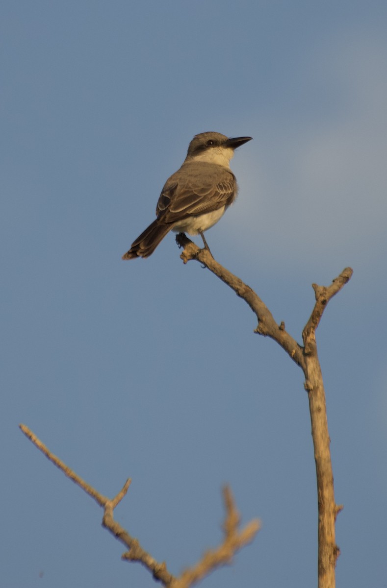 Gray Kingbird - ML620196148