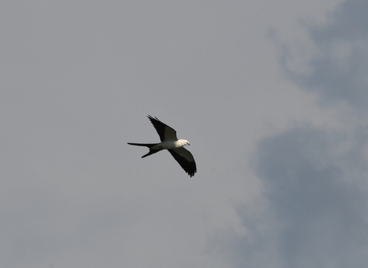 Swallow-tailed Kite - ML620196155