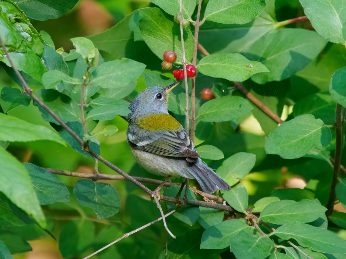 Parula Norteña - ML620196157