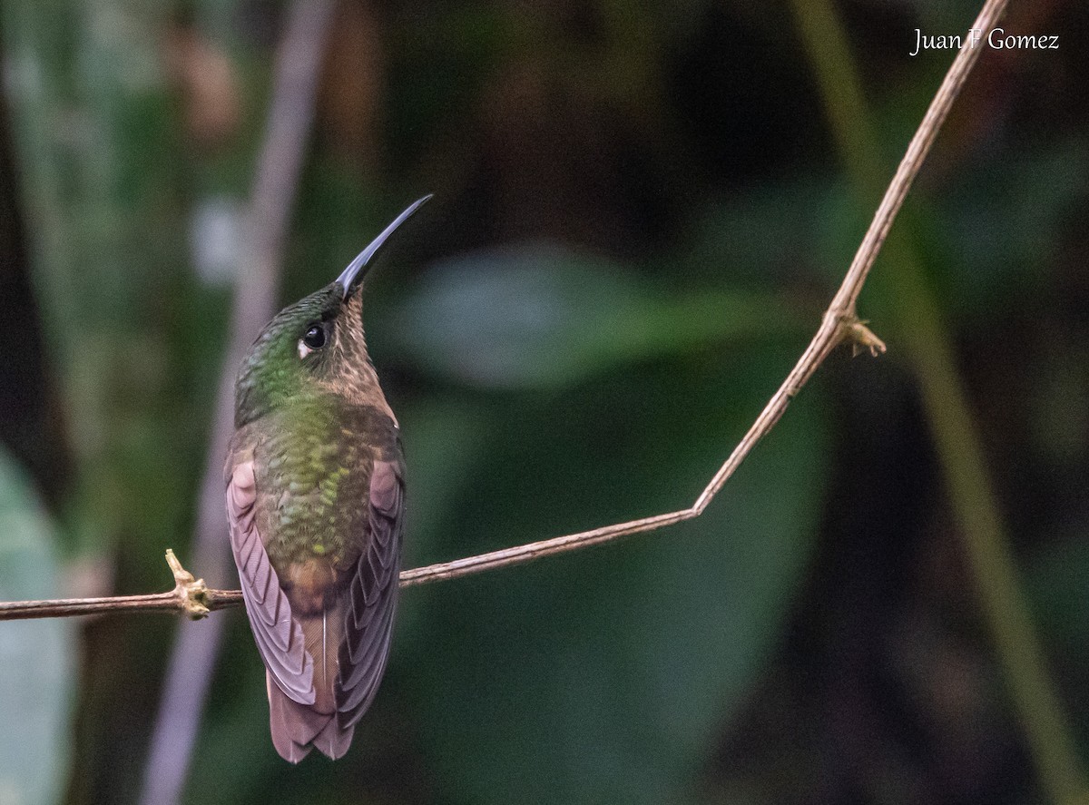 Long-tailed Sylph - ML620196158