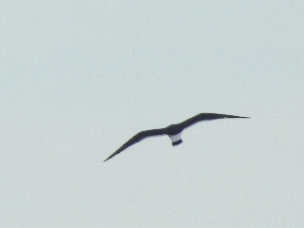 Чернохвостая чайка - ML620196161