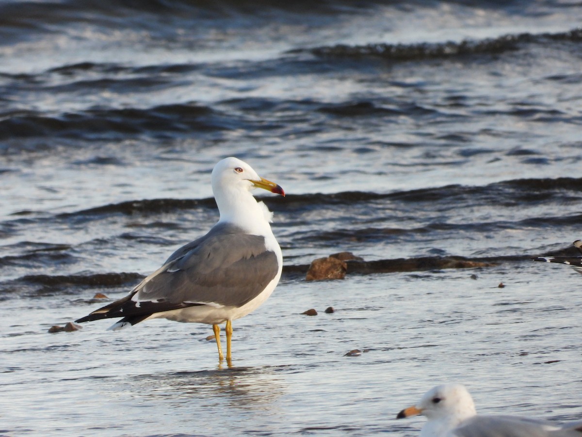 Black-tailed Gull - ML620196162