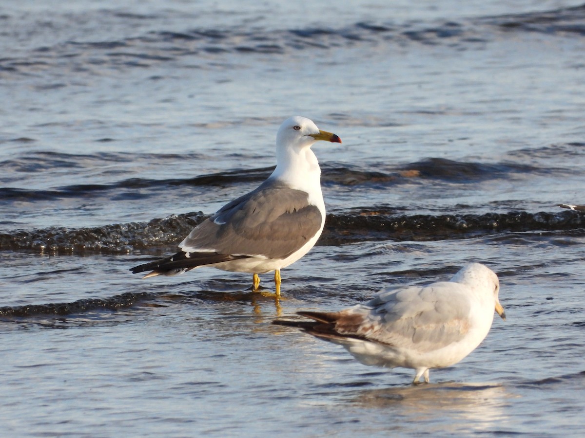 Black-tailed Gull - ML620196163