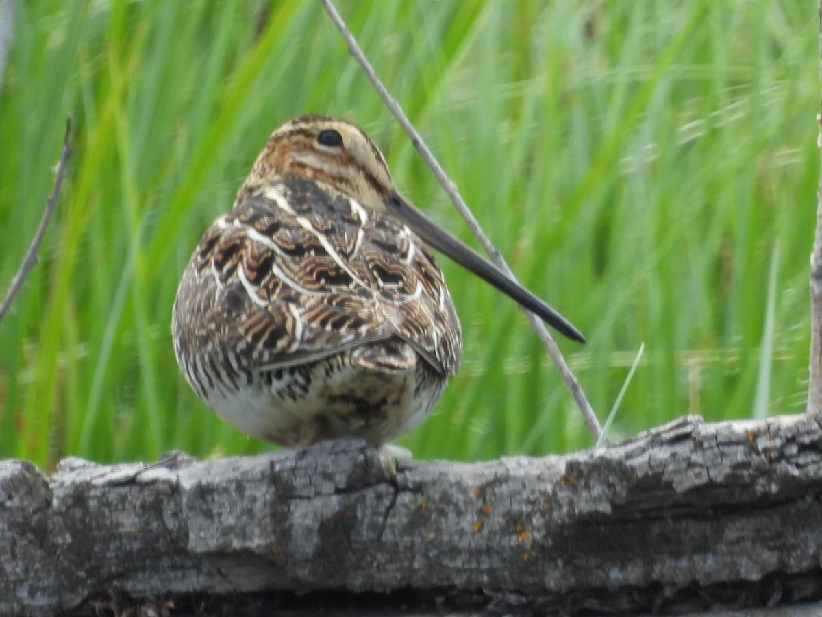 Wilson's Snipe - ML620196168