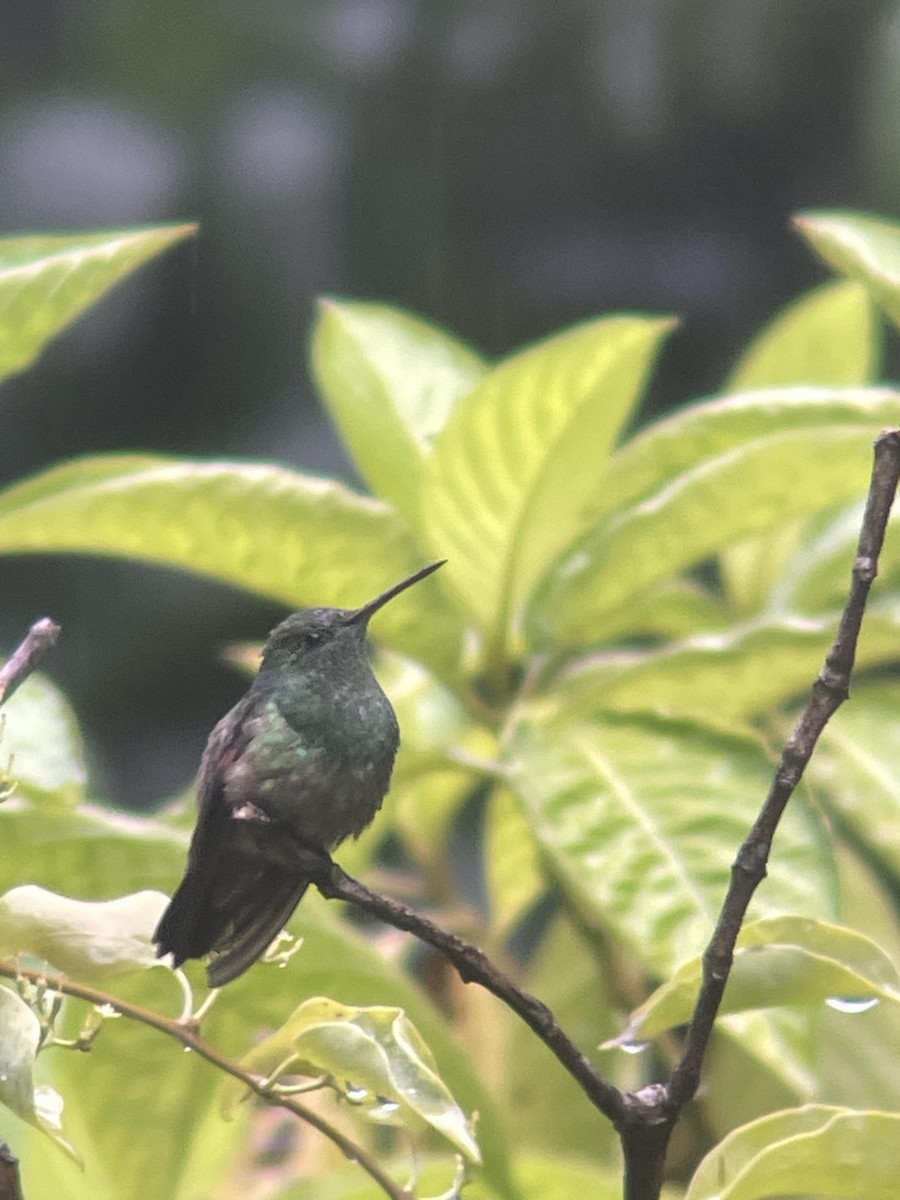 Berylline Hummingbird - ML620196171