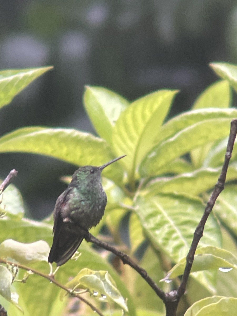 kolibřík mexický - ML620196172