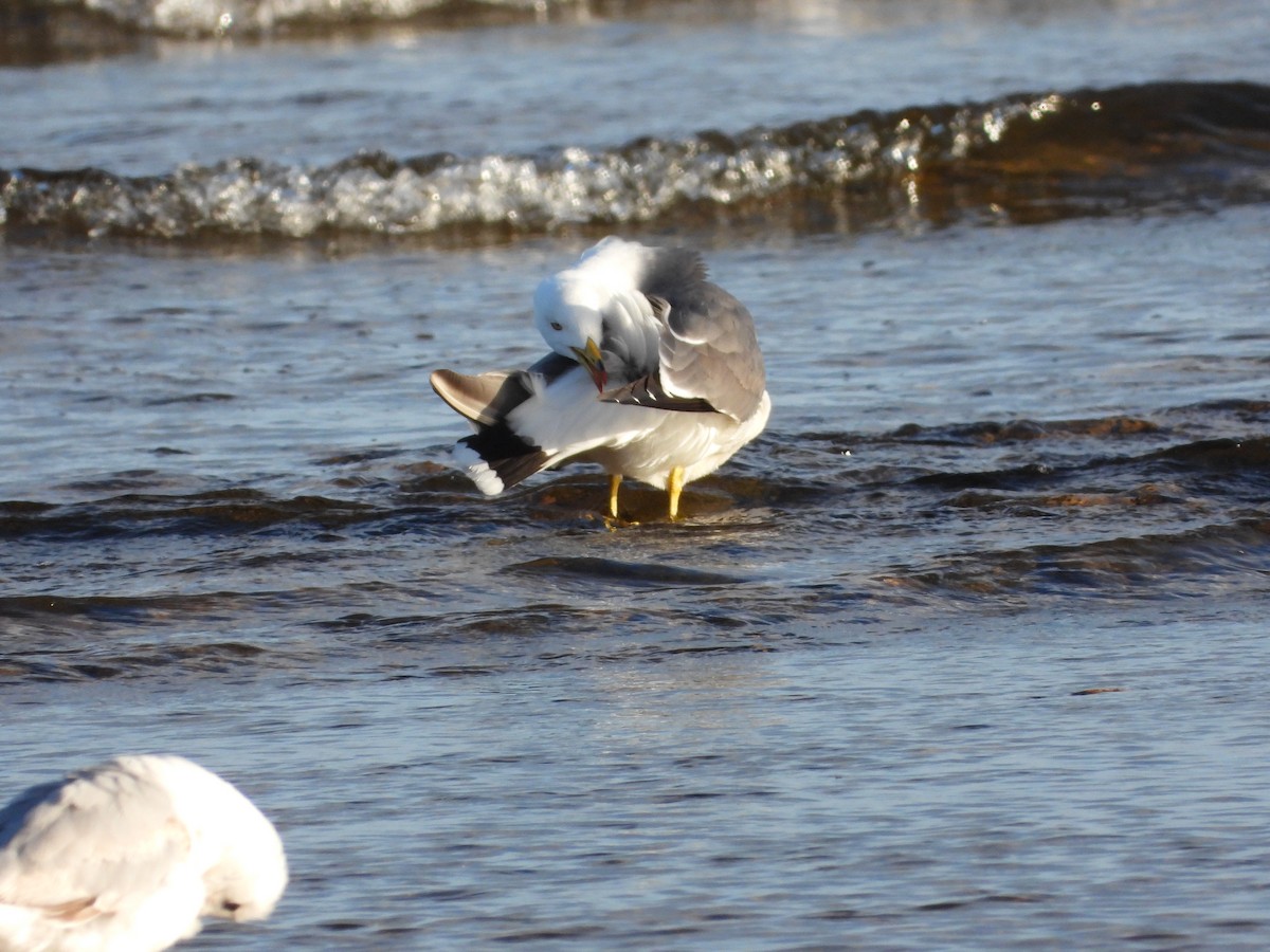 Black-tailed Gull - ML620196174