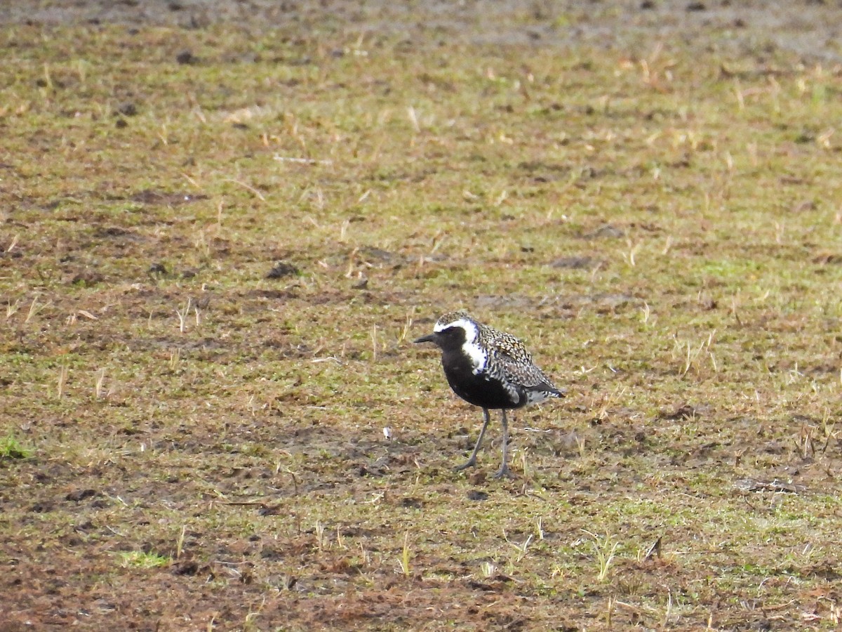 Pacific Golden-Plover - ML620196178