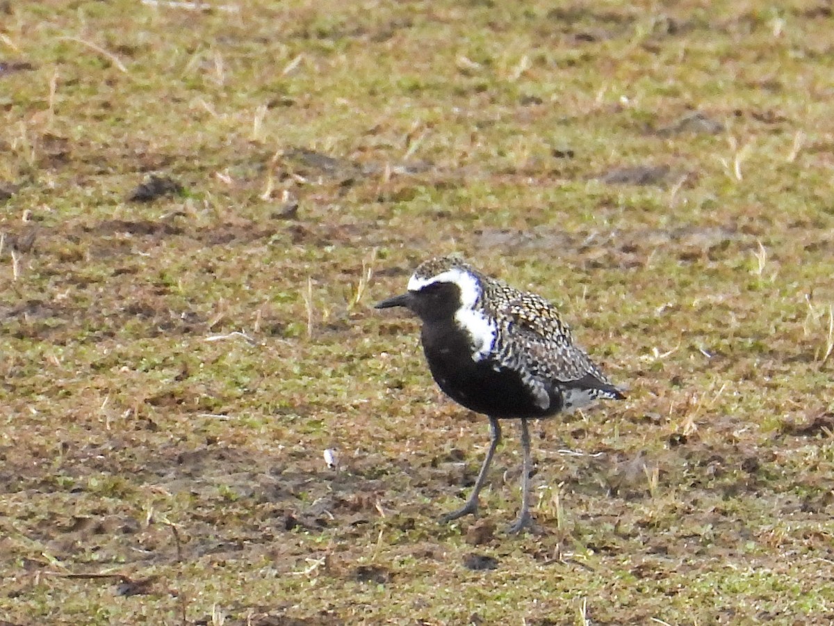 Chorlito Dorado Siberiano - ML620196179