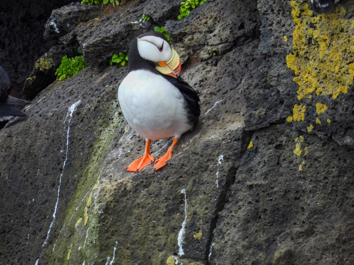 Horned Puffin - ML620196182