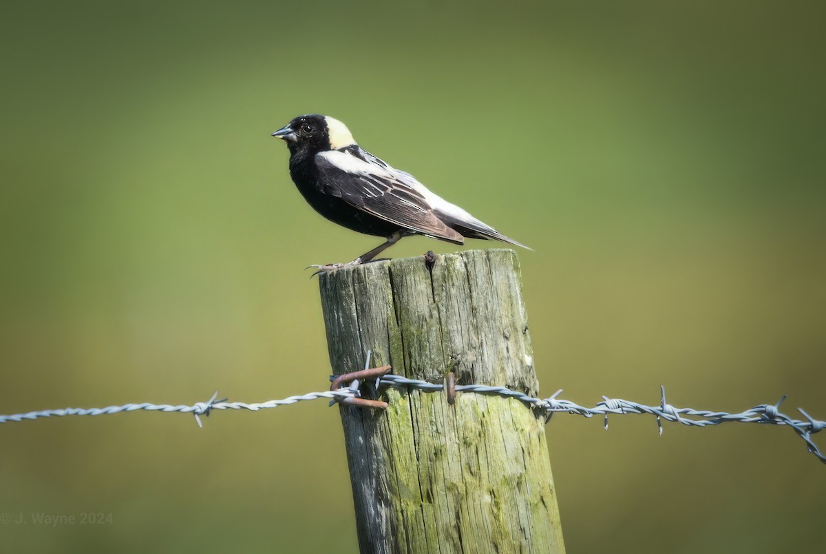 bobolink americký - ML620196183