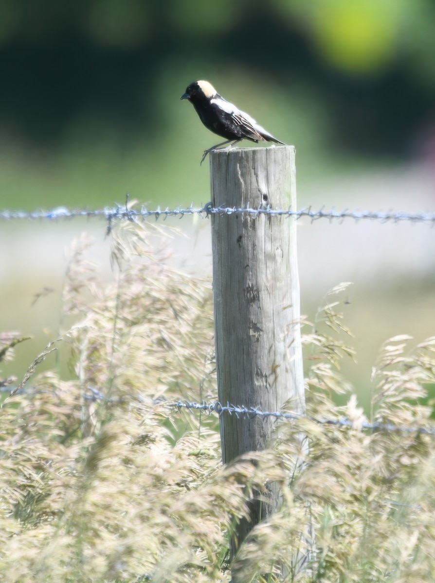 bobolink americký - ML620196184