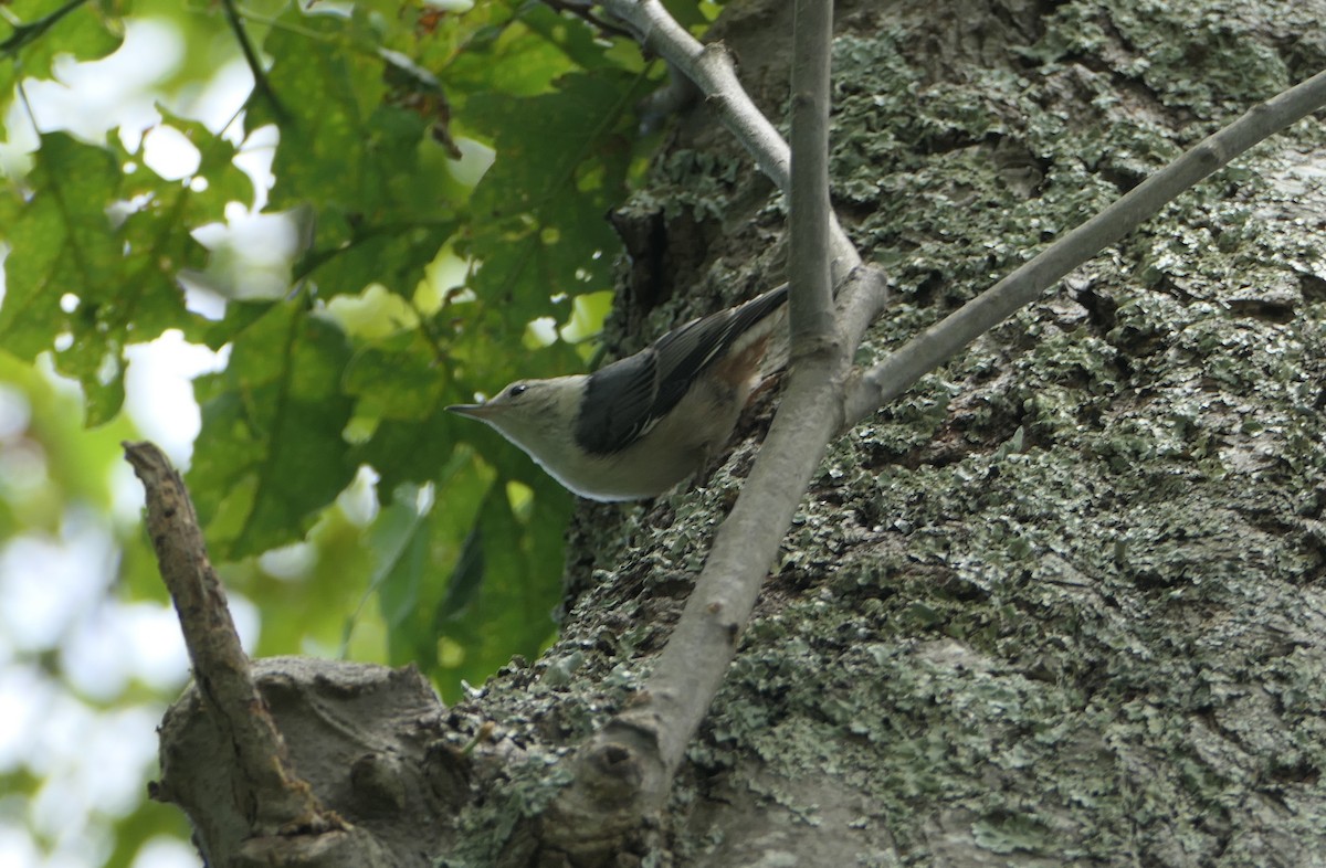 White-breasted Nuthatch - ML620196185