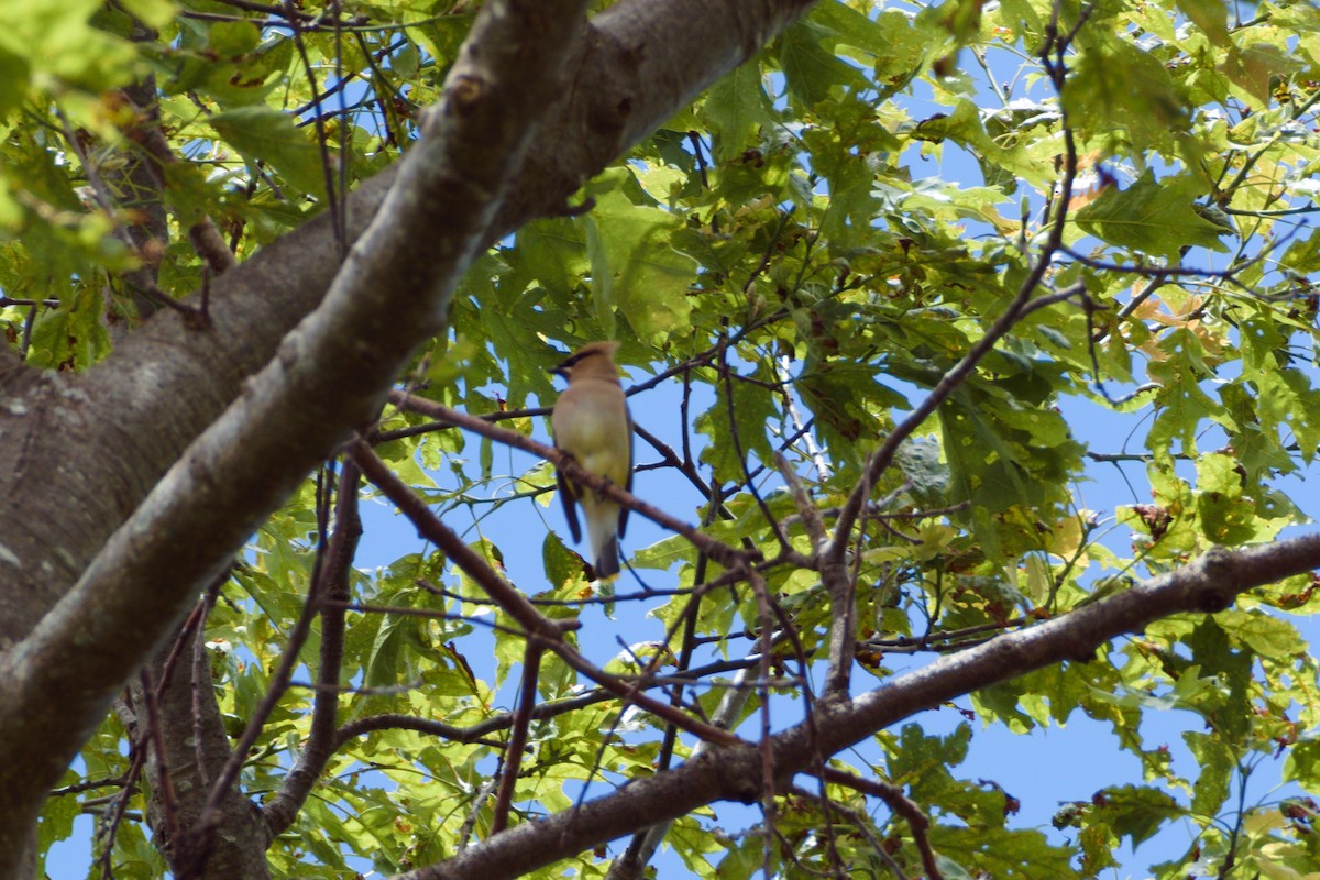 Cedar Waxwing - ML620196187