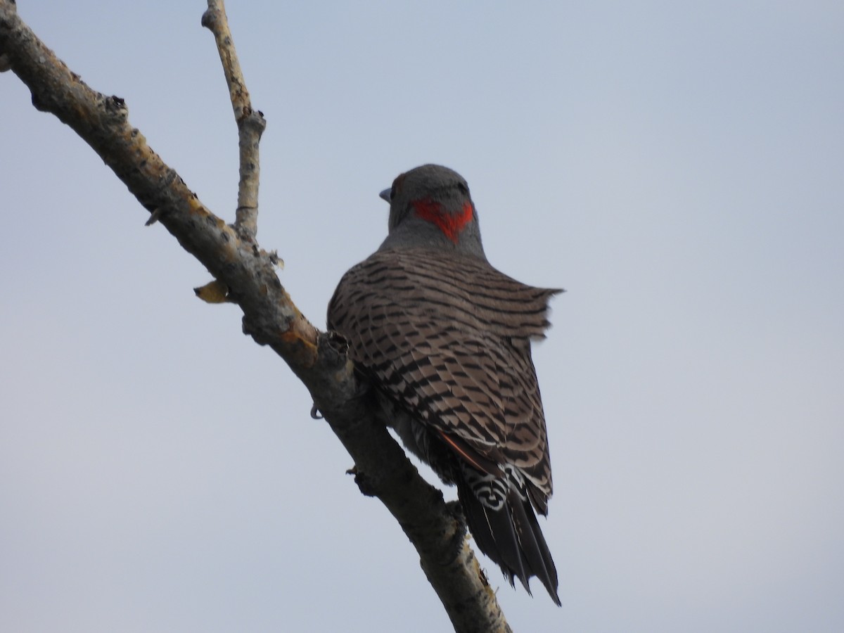 Carpintero Escapulario - ML620196190