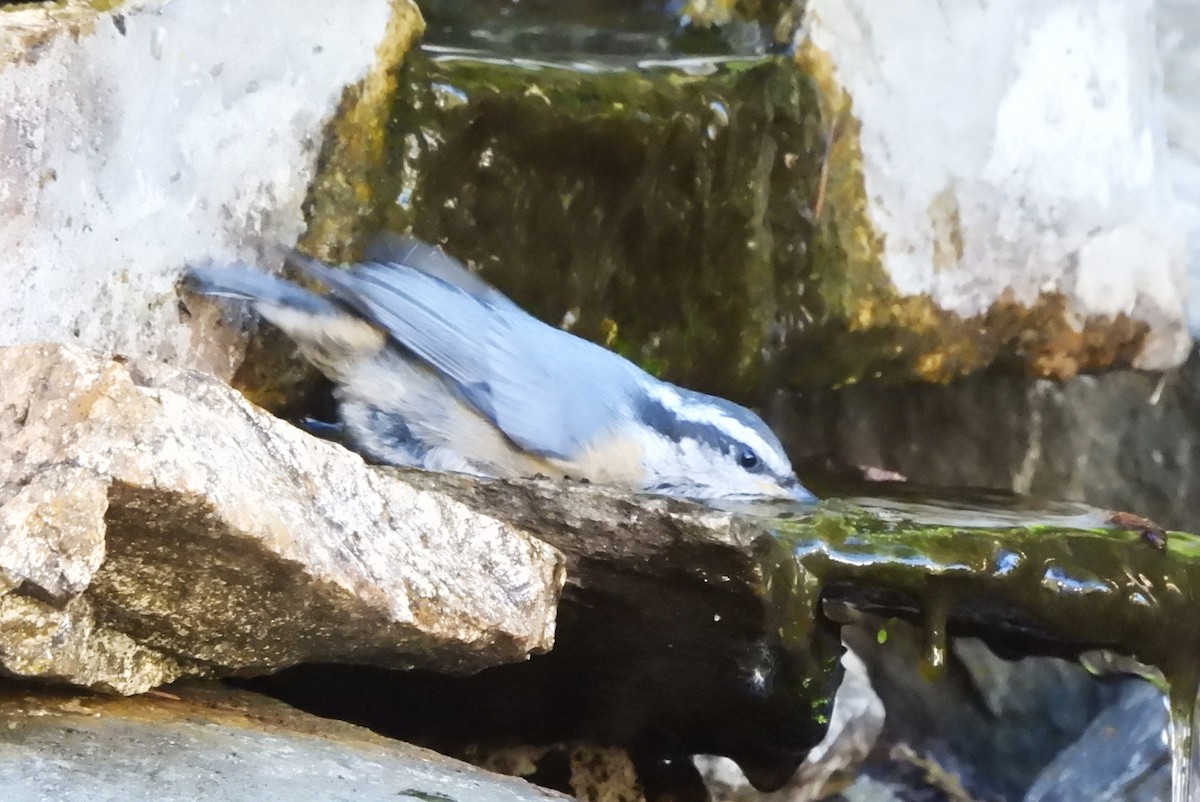 Red-breasted Nuthatch - ML620196194