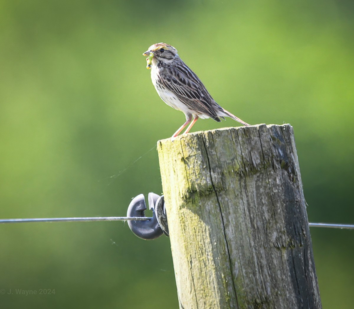 Savannah Sparrow - ML620196195