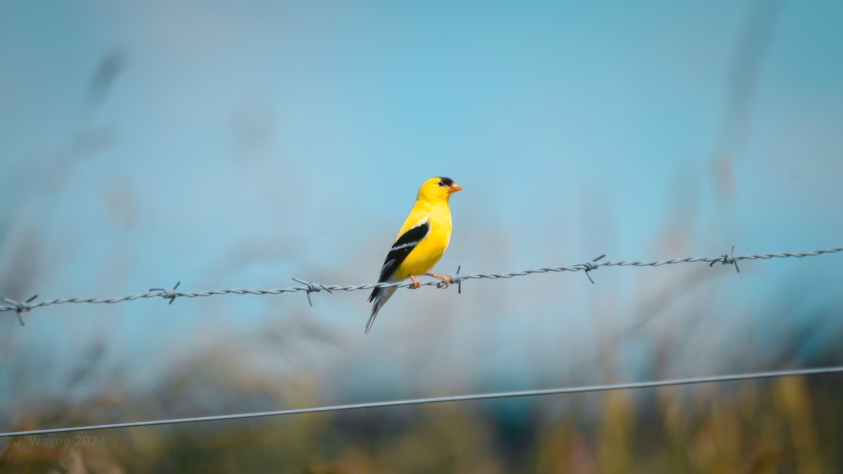 American Goldfinch - ML620196197