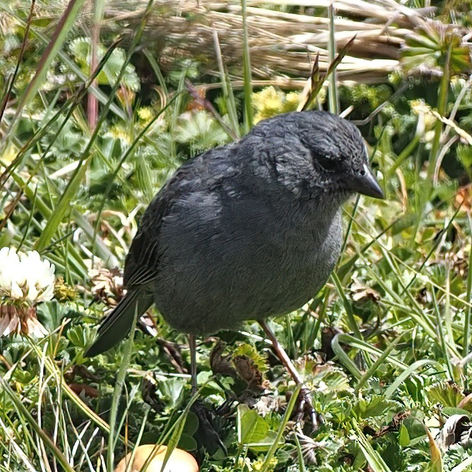 Plumbeous Sierra Finch - ML620196204