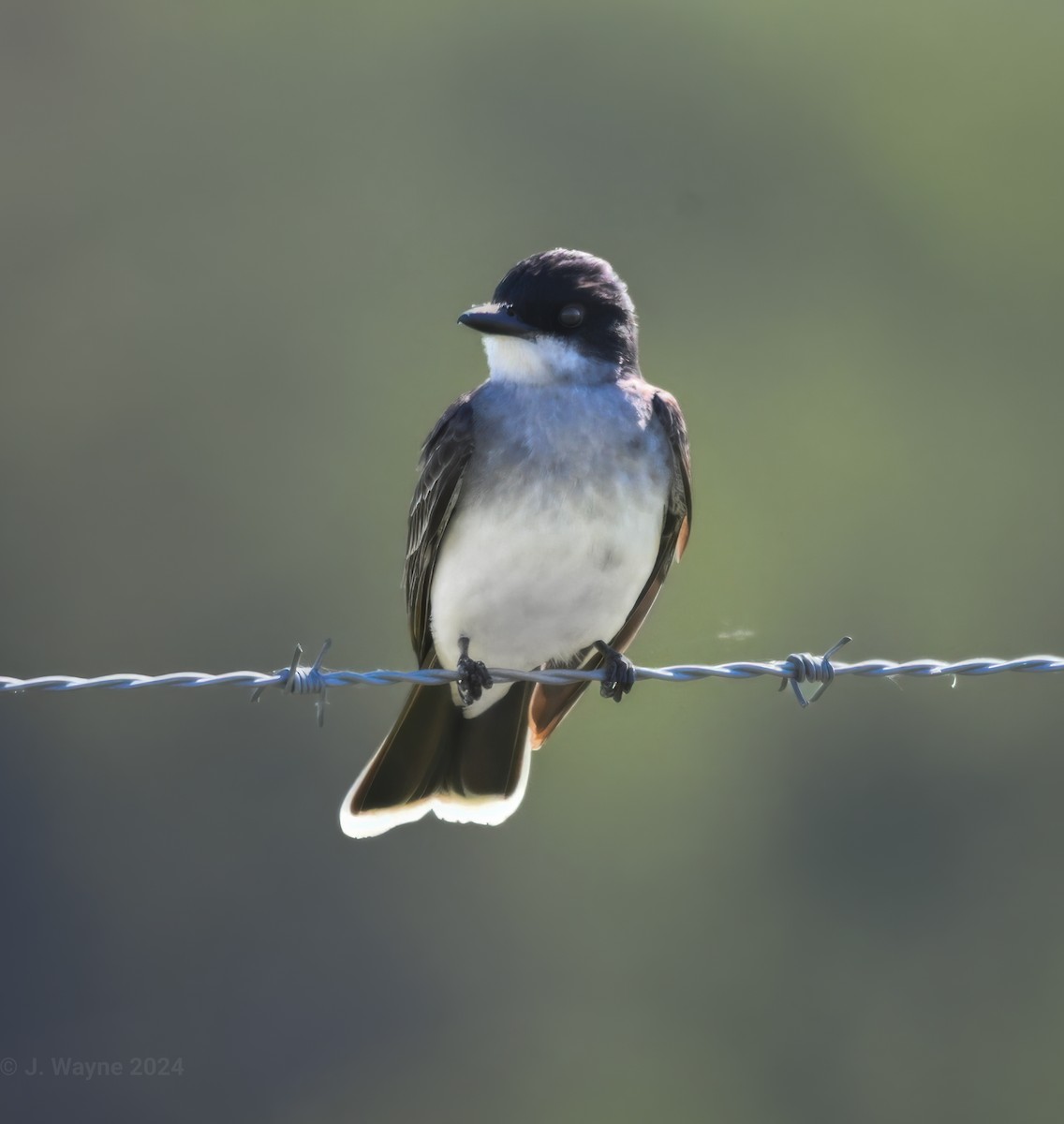 Eastern Kingbird - ML620196205