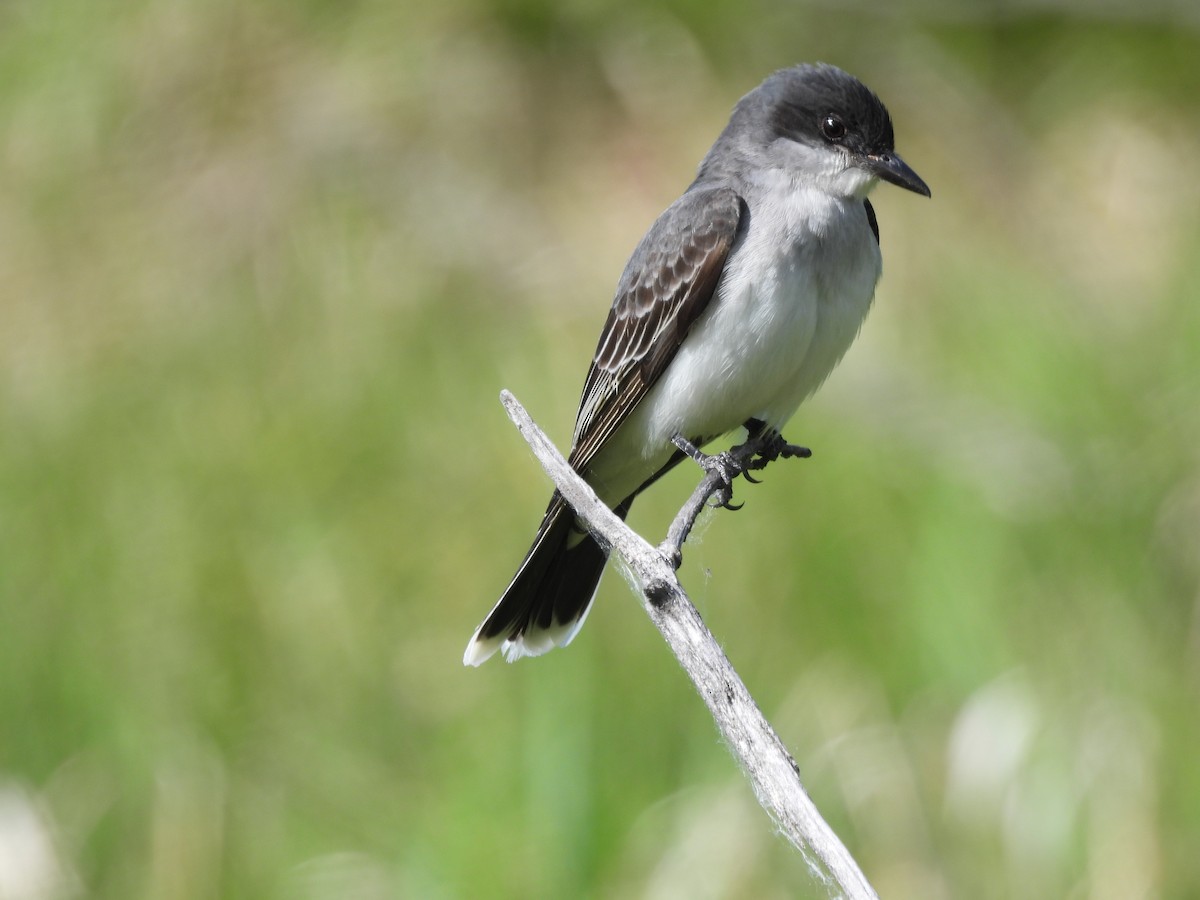 Eastern Kingbird - ML620196207