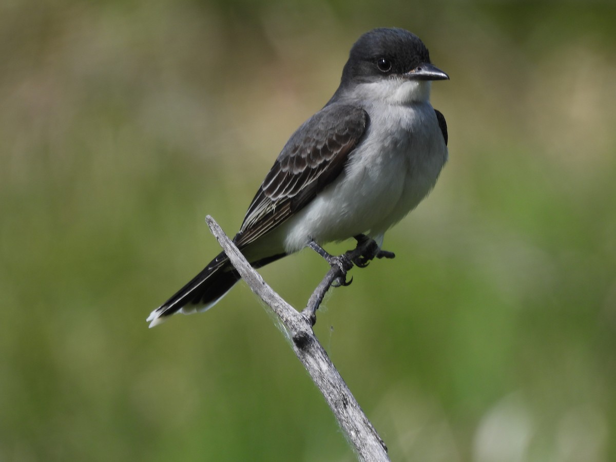 Eastern Kingbird - Robert Leonhardt