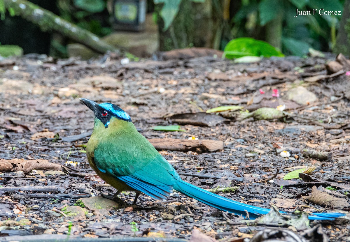 Motmot d'Équateur - ML620196218