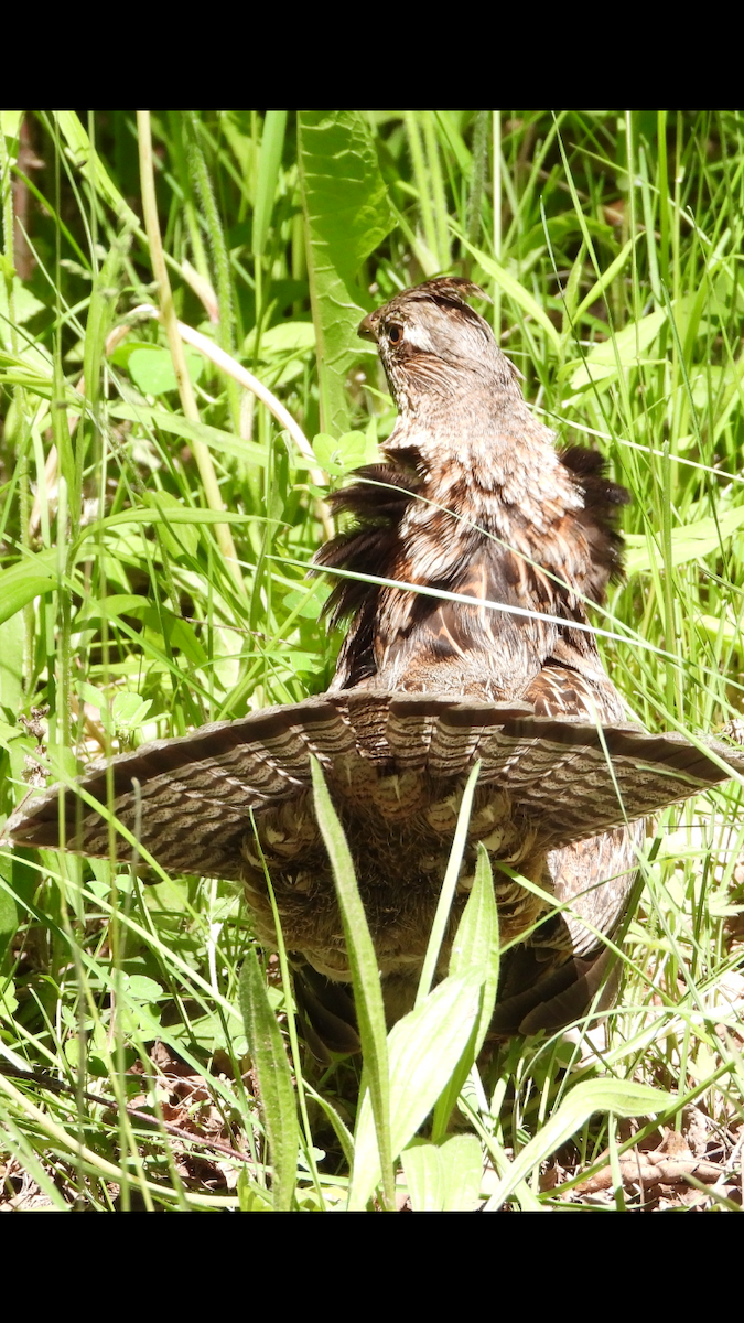 Ruffed Grouse - ML620196220