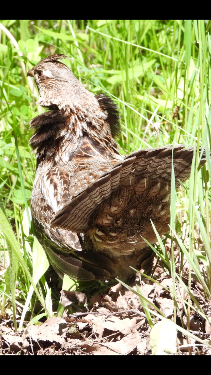 Ruffed Grouse - Mary Trombley