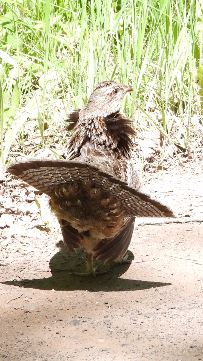 Ruffed Grouse - ML620196222