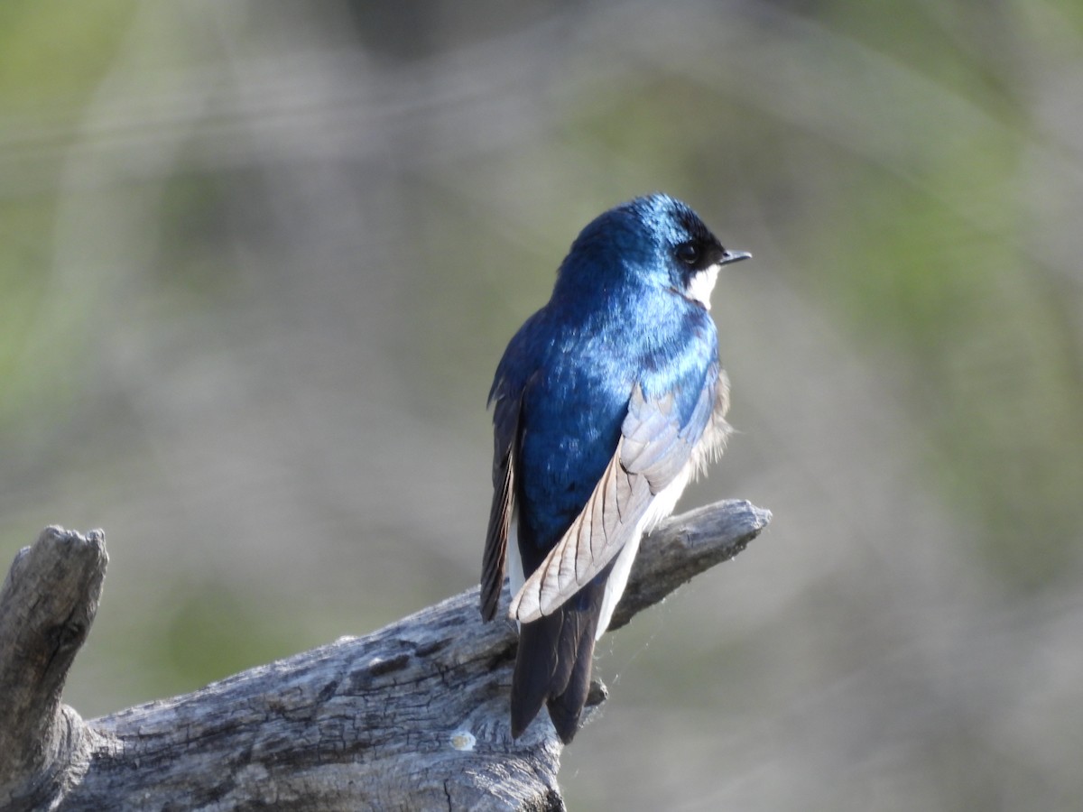 Tree Swallow - ML620196225