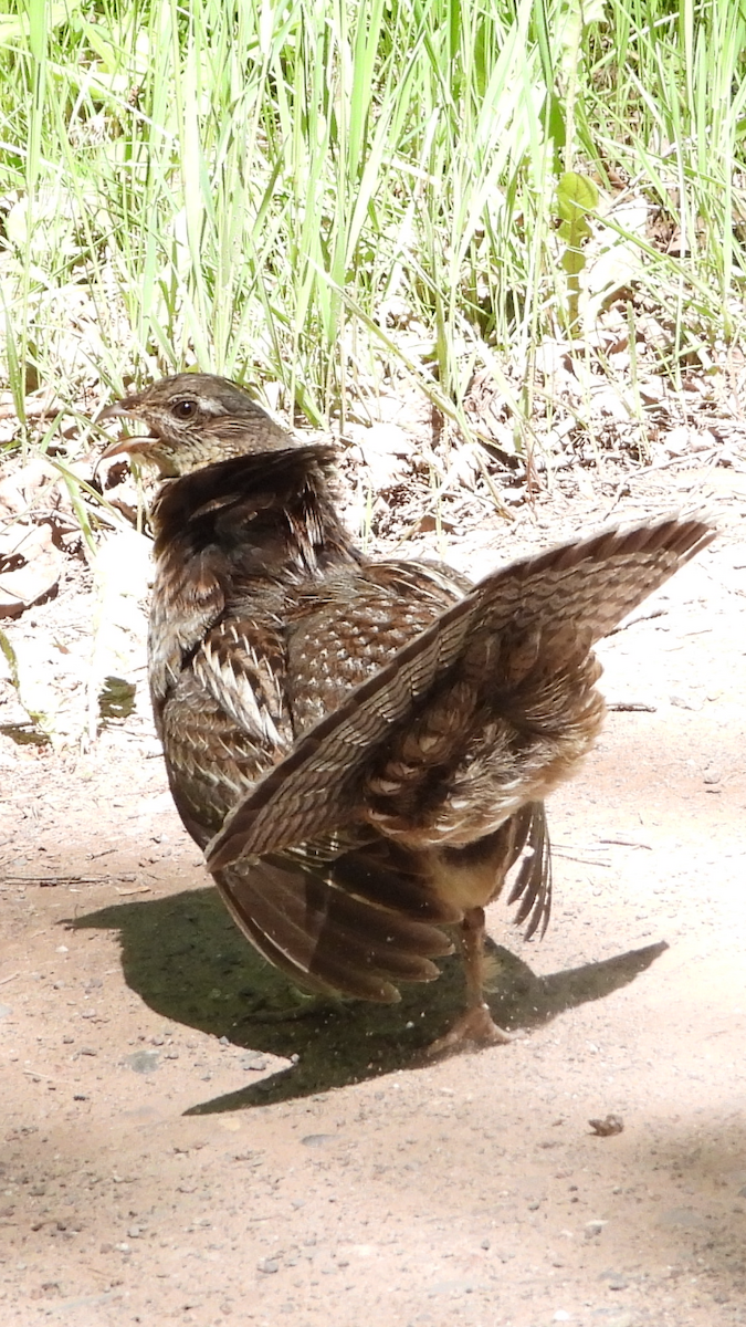 Ruffed Grouse - ML620196226