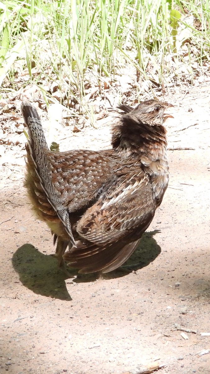 Ruffed Grouse - ML620196227