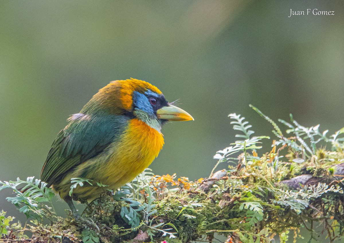 Red-headed Barbet - ML620196230