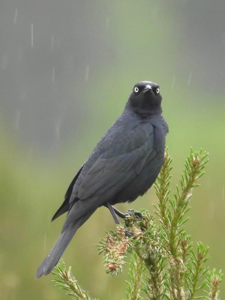 Brewer's Blackbird - ML620196238