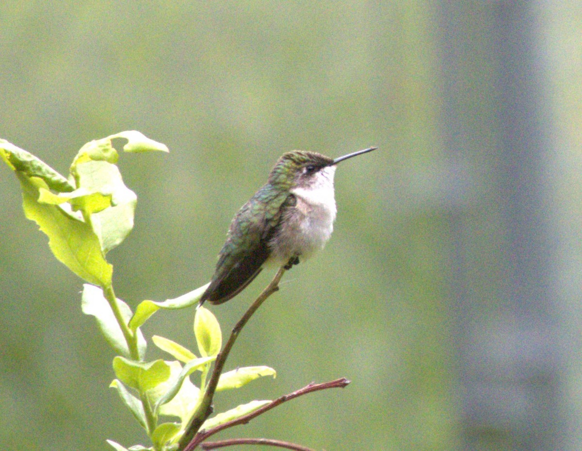 Ruby-throated Hummingbird - ML620196241