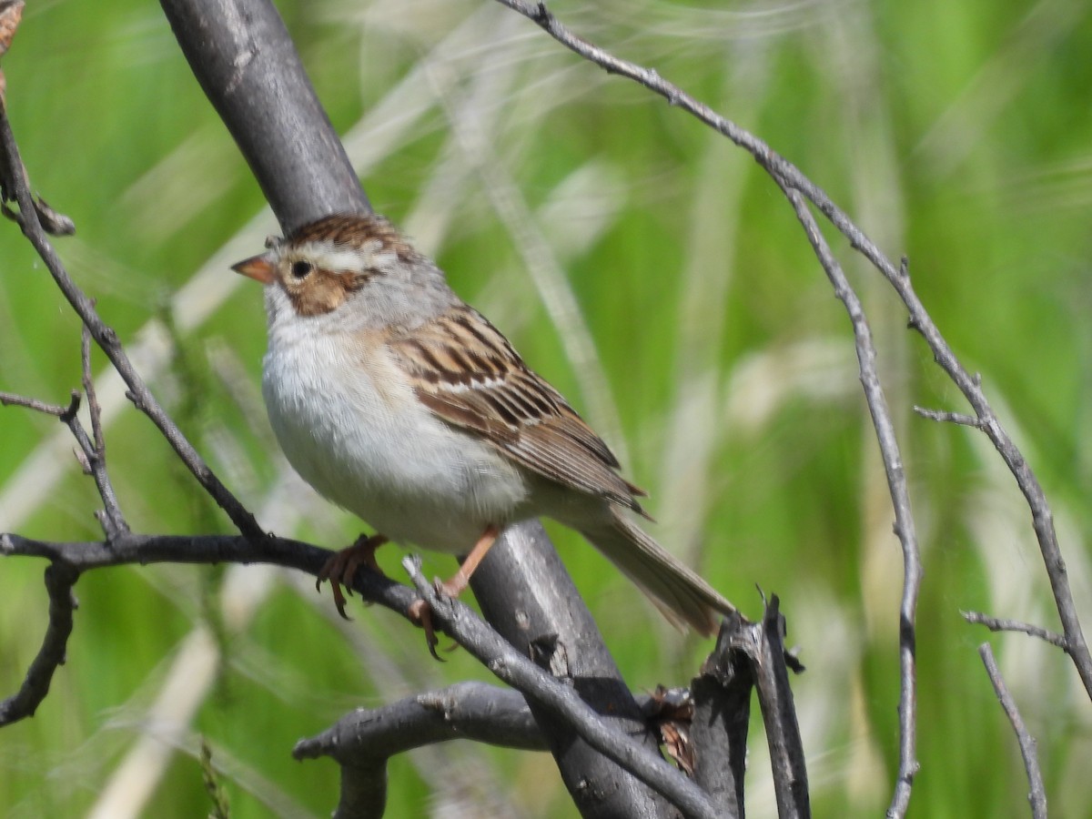 Clay-colored Sparrow - ML620196242