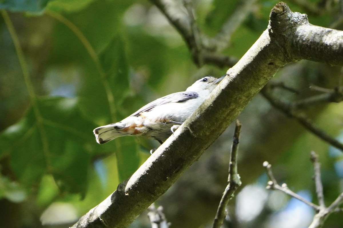 White-breasted Nuthatch - ML620196246