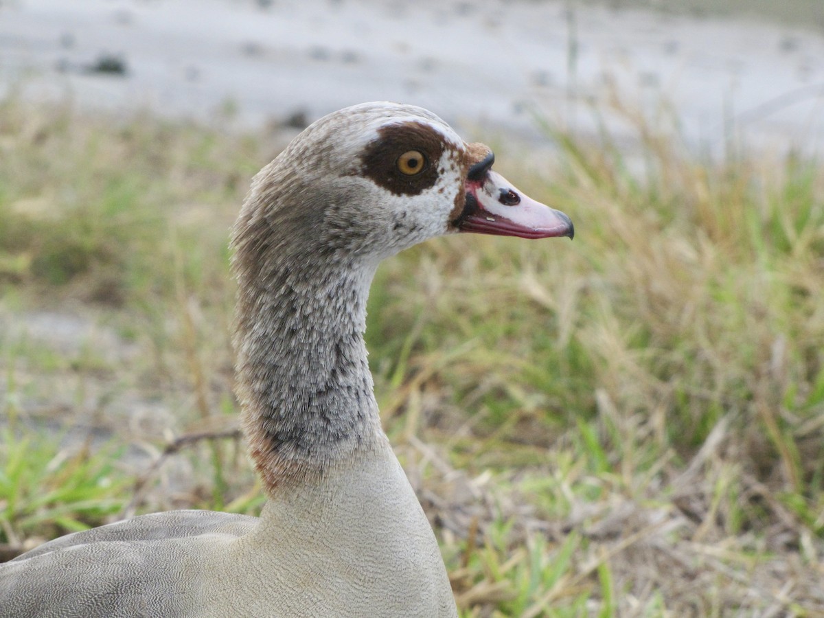 Egyptian Goose - ML620196252